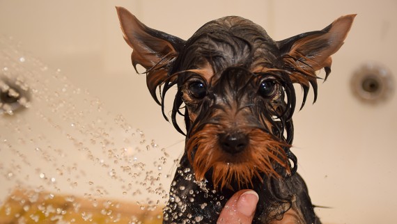 A good hair trap shields the shower drain from any blades of grass and dog hair