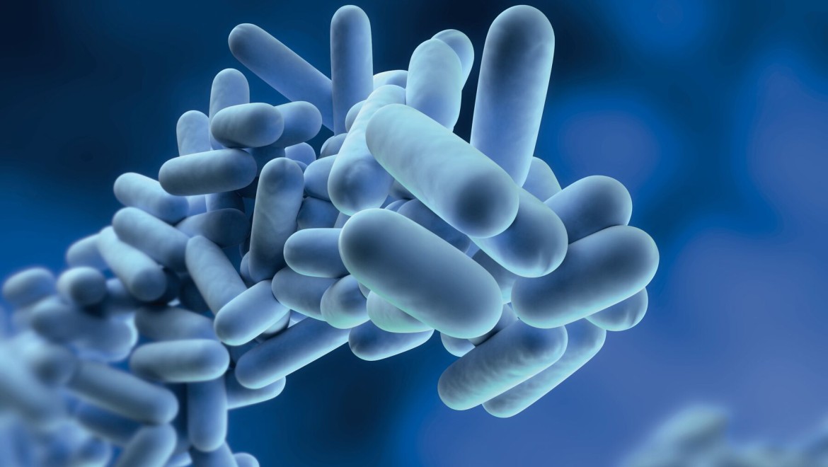Legionella are bacteria that can multiply in drinking water