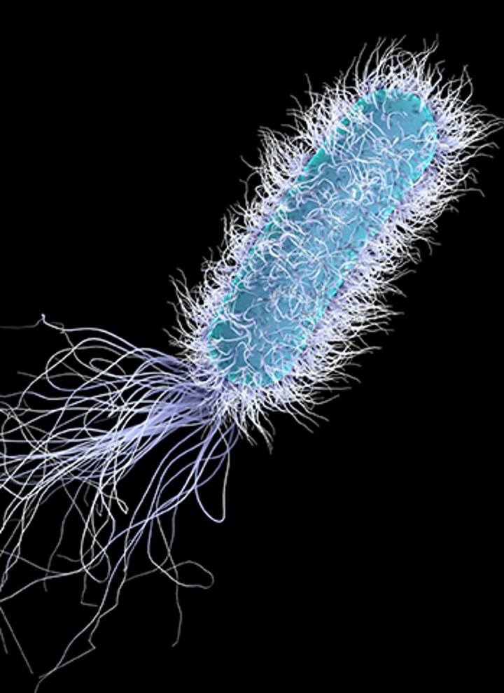 Legionella under the microscope
