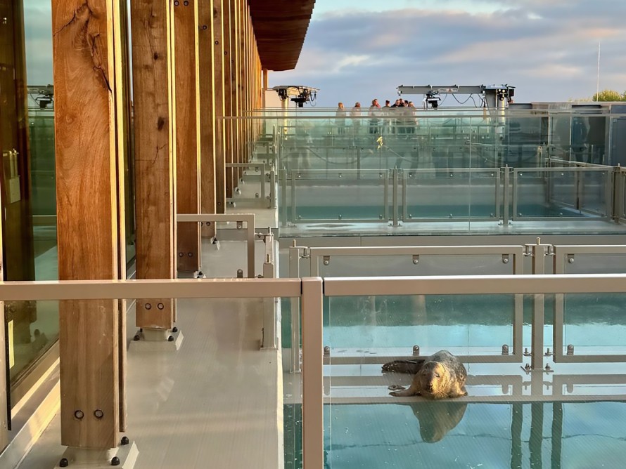 The seal pools are located on the roof of the Wadden Sea Centre (© Niek Kuizinga)